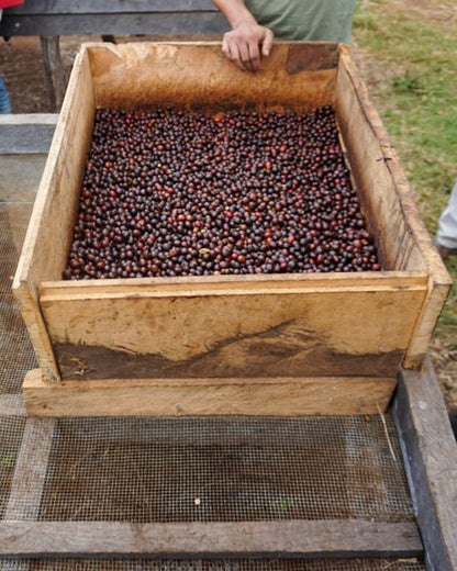 Tanzania Lungwa Bourbon