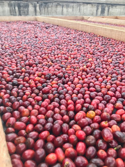 Colombia: Diofanor Ruiz Washed Tabi